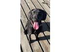 Adopt Jessi a Black Labrador Retriever / Mixed dog in Chicago, IL (33698845)