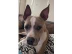 Adopt Lily a Brindle - with White American Pit Bull Terrier / Mixed dog in