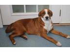 Adopt Molly a Brown/Chocolate Catahoula Leopard Dog / Mixed dog in Taylorsville