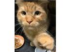 Adopt Poppy a Orange or Red Tabby Domestic Shorthair (short coat) cat in