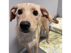 Adopt Mary a Labrador Retriever / Mixed dog in Des Moines, IA (33697266)