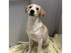 Adopt Winefred a Labrador Retriever / Mixed dog in Des Moines, IA (33697265)