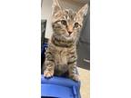 Adopt Snickle a Domestic Shorthair / Mixed cat in Birdsboro, PA (33698718)