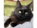 Adopt Clara a All Black Domestic Longhair (long coat) cat in Fayetteville