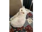 Adopt Aby 2 a White Persian (medium coat) cat in New York, NY (33697525)