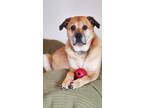 Adopt Athena a German Shepherd Dog / Chow Chow / Mixed dog in Penticton
