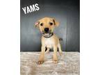 Adopt Yams a Australian Cattle Dog / Blue Heeler, German Shorthaired Pointer