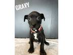 Adopt Gravy a Australian Cattle Dog / Blue Heeler, German Shorthaired Pointer