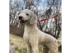 Adopt Cheerios a White Goldendoodle / Mixed dog in Yorkville, IL (33698787)