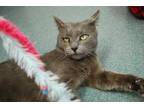 Adopt Mortimer a Gray or Blue Domestic Shorthair / Domestic Shorthair / Mixed