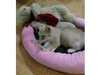 Adopt Safiro a Cream or Ivory Domestic Shorthair / Mixed (short coat) cat in San