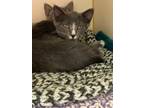 Adopt Maddie a Gray or Blue Domestic Shorthair / Domestic Shorthair / Mixed cat