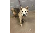 Adopt Bruce a White Husky / Mixed dog in Anderson, SC (33698642)
