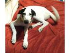 Adopt Doubly a White - with Black Dalmatian / American Eskimo Dog / Mixed dog in