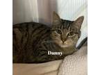 Adopt Danny a Brown or Chocolate Domestic Shorthair / Mixed cat in Madisonville