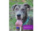 Adopt Leeloo a Gray/Blue/Silver/Salt & Pepper Great Dane / Mixed dog in Jupiter