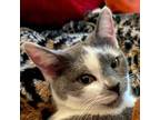 Adopt Macaroon a Gray or Blue (Mostly) Domestic Shorthair (short coat) cat in