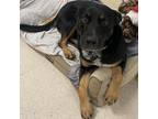 Adopt Vera a Tricolor (Tan/Brown & Black & White) Beauceron / Mixed dog in