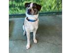 Adopt Pesto a White - with Black Australian Cattle Dog / Mixed dog in Rohnert