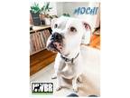 Adopt Mochi (AKA Cruz) a White Boxer / Mixed dog in Woodinville, WA (33698517)
