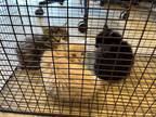 Adopt TIGGER a Brown Tabby Domestic Mediumhair / Mixed (medium coat) cat in