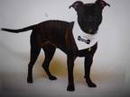 Adopt COCO a Brindle - with White American Pit Bull Terrier / Mixed dog in