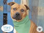 Adopt MARIO a Brown/Chocolate American Pit Bull Terrier / Mixed dog in STOCKTON