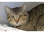 Adopt TED a Brown Tabby Domestic Shorthair / Mixed (short coat) cat in Tucson