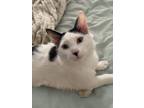 Adopt Spook a White (Mostly) American Shorthair / Mixed (short coat) cat in