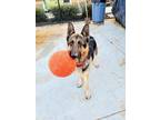 Adopt Xylophone a Black - with Tan, Yellow or Fawn German Shepherd Dog / Mixed