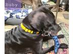 Adopt Ruby a Black Great Dane / Mixed dog in Jupiter, FL (33698194)