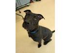 Adopt Peanut a Black American Pit Bull Terrier / Mixed dog in Westland