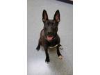 Adopt Oreo a Black American Pit Bull Terrier / Mixed dog in Westland