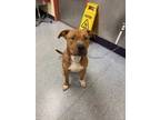 Adopt Corey a Red/Golden/Orange/Chestnut American Pit Bull Terrier / Mixed dog