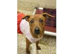 Adopt Ginger 43853 a Black Dachshund / Mixed dog in Aiken, SC (33698291)
