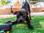 Adopt HOLT a Black - with White American Pit Bull Terrier / Mixed dog in