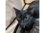 Adopt Licorice Miller PM a All Black Domestic Shorthair / Mixed cat in
