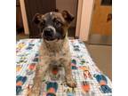 Adopt Ruby a Australian Cattle Dog / Mixed dog in Columbus, GA (33698229)