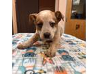 Adopt Lilly a Australian Cattle Dog / Mixed dog in Columbus, GA (33698228)