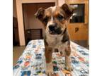 Adopt Kimmy a Brown/Chocolate Australian Cattle Dog / Mixed dog in Columbus