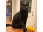 Adopt Jacques-Pierre a All Black Domestic Shorthair / Mixed (short coat) cat in