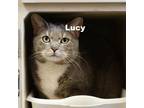 Adopt Lucy 211369 a Gray or Blue Domestic Shorthair / Mixed cat in Escanaba