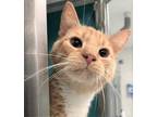 Adopt Macaroni a Orange or Red Domestic Shorthair / Domestic Shorthair / Mixed