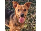 Adopt Wee Man a Brown/Chocolate Dachshund / Mixed dog in Huntsville