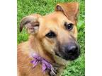 Adopt Jeniviev a Brown/Chocolate Shepherd (Unknown Type) / Mixed dog in