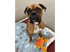 Adopt BUTTONS a Red/Golden/Orange/Chestnut Boxer / Mixed dog in Frederick