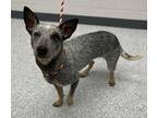 Adopt Suzie Q a Gray/Blue/Silver/Salt & Pepper Australian Cattle Dog / Mixed dog