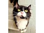 Adopt Glenda a All Black Domestic Mediumhair / Domestic Shorthair / Mixed cat in