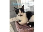 Adopt Dasher a Gray or Blue Domestic Shorthair / Domestic Shorthair / Mixed cat