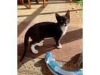 Adopt Polo a Black & White or Tuxedo Domestic Shorthair (short coat) cat in